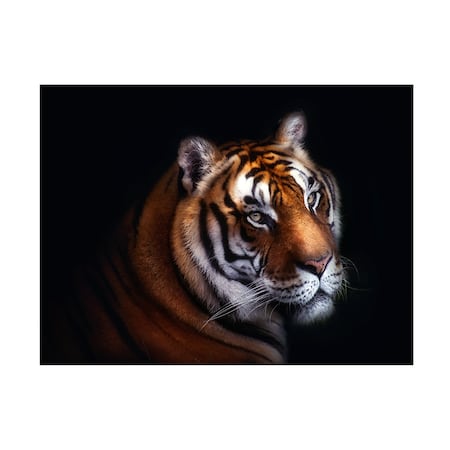 Santiago Pascual Buye 'Tiger' Canvas Art, 35x47